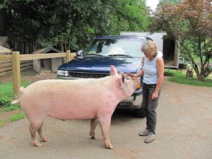 Janice Gillett and one of her 40 pigs.