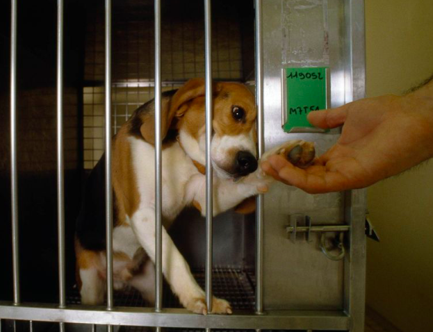 Local Filmmaker Exposes Ineffective Animal Testing, and Patricia Kendall’s Ongoing Rezoning For The Animals Campaign
