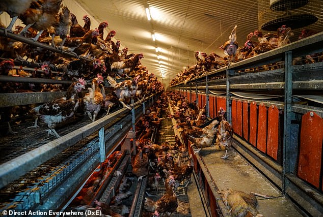 Photo of the general view of an area where free-range hens are kept in Hoads Farm. 