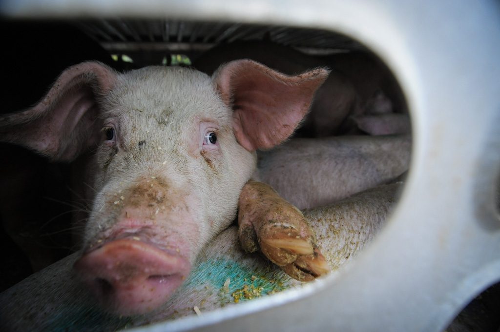 A pig arriving at the slaughter house. Photo by Jo-Anne McArthur.