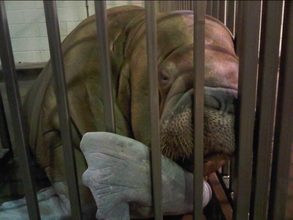 walrus-captivity-pic