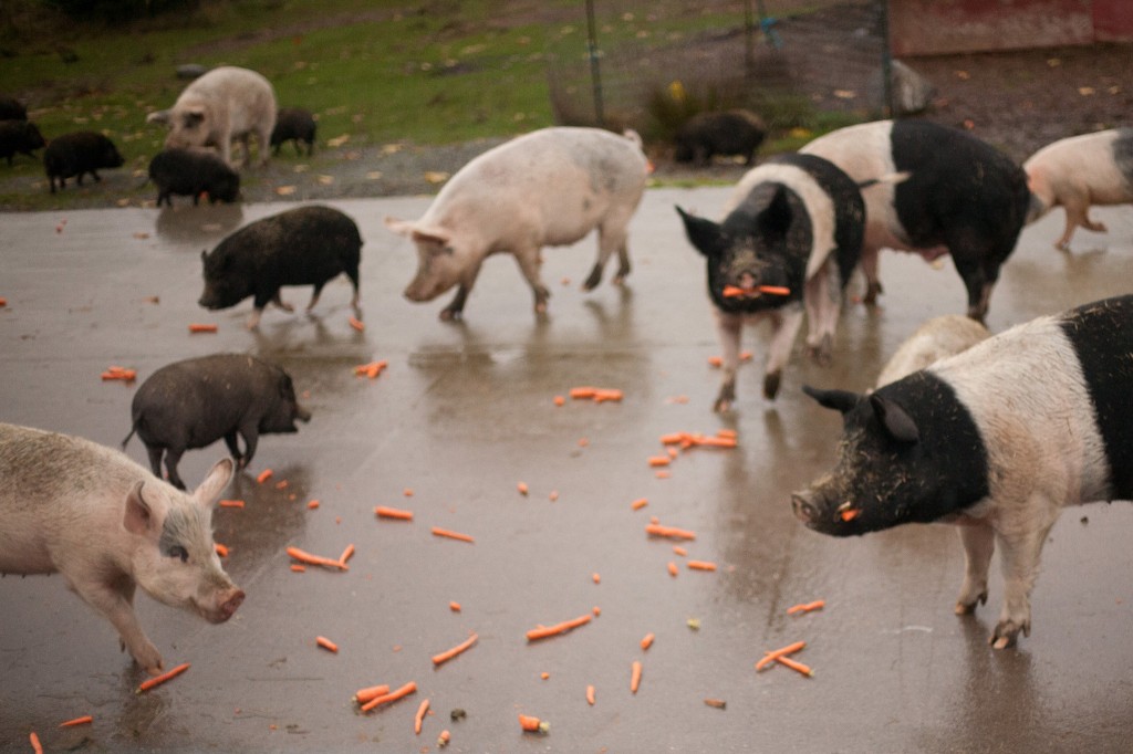 Feeding the pigs!    Photo by Alissa Raye