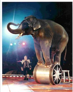 elephants in circus