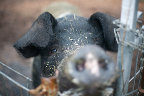 One of the lucky souls who gets to live out the rest of her days at Pigs Peace.  Photo by Alissa Raye