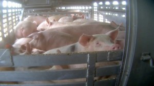 Pigs are crammed into a transport truck en route to slaughter, as uncovered by a Mercy For Animals Canada investigation this year.