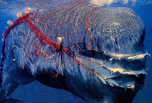 whale driftnet